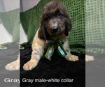 Puppy White Male Newfoundland
