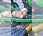 Dodger - Male Golden Retriever Puppy for Sale - Photo #3