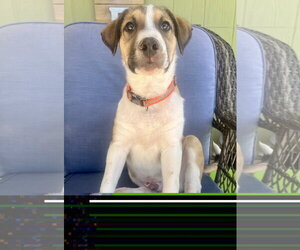 American Pit Bull Terrier-Unknown Mix Dogs for adoption in Chandler, AZ, USA