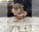 Small #7 American Bully