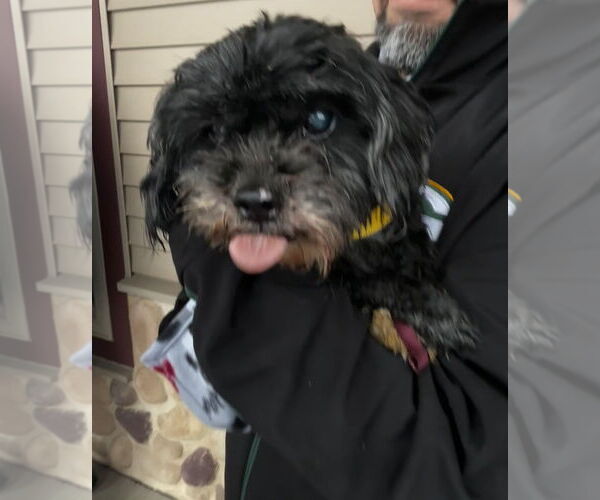 Medium Photo #5 Shih Tzu-Unknown Mix Puppy For Sale in Grafton, WI, USA