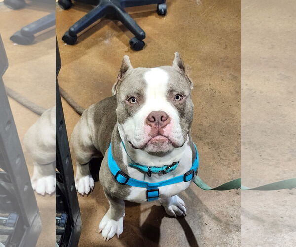 Medium Photo #1 American Pit Bull Terrier Puppy For Sale in La Vergne, TN, USA