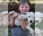 Small #4 American Pit Bull Terrier Mix
