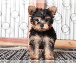 Small #2 Yorkshire Terrier