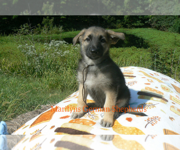 Medium Photo #2 German Shepherd Dog Puppy For Sale in PIEDMONT, MO, USA