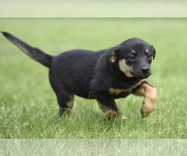 Medium Photo #1 Borador Puppy For Sale in Mechanicsburg, PA, USA