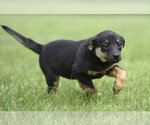 Small Borador