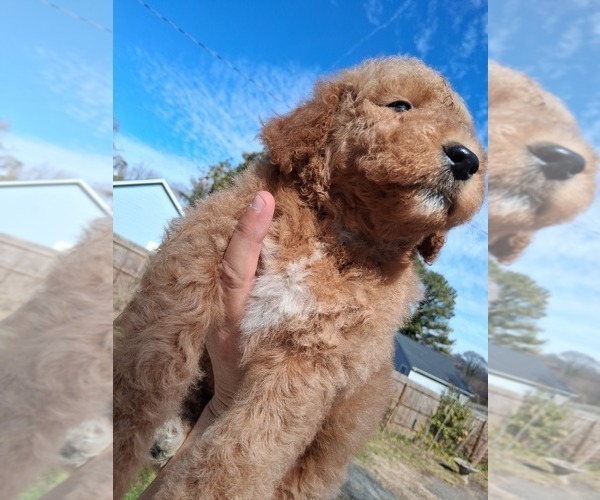Medium Photo #3 Goldendoodle (Miniature) Puppy For Sale in GASTONIA, NC, USA
