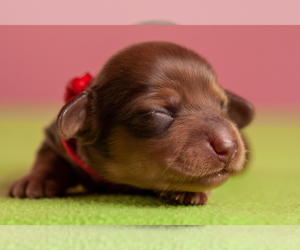 Medium Photo #6 Dachshund Puppy For Sale in CROWLEY, TX, USA