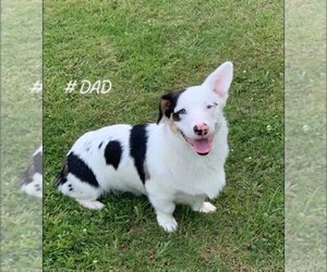 Father of the Pembroke Welsh Corgi puppies born on 10/05/2021