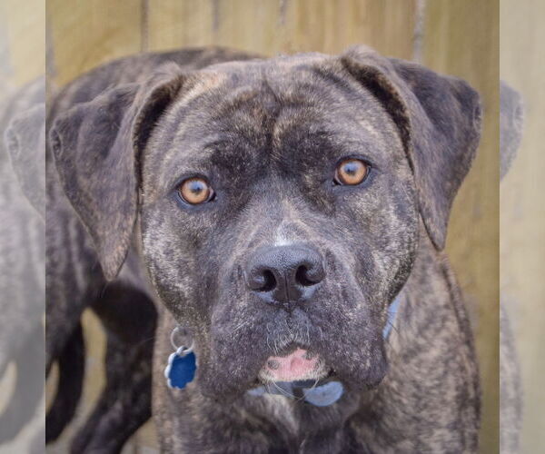Medium Photo #1 Mastador Puppy For Sale in Huntley, IL, USA