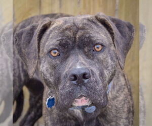 Mastador Dogs for adoption in Huntley, IL, USA