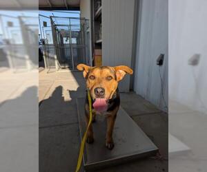 Mutt Dogs for adoption in Bakersfield, CA, USA