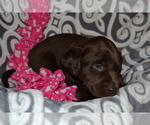 Small Photo #5 Labrador Retriever Puppy For Sale in GREENWOOD, WI, USA