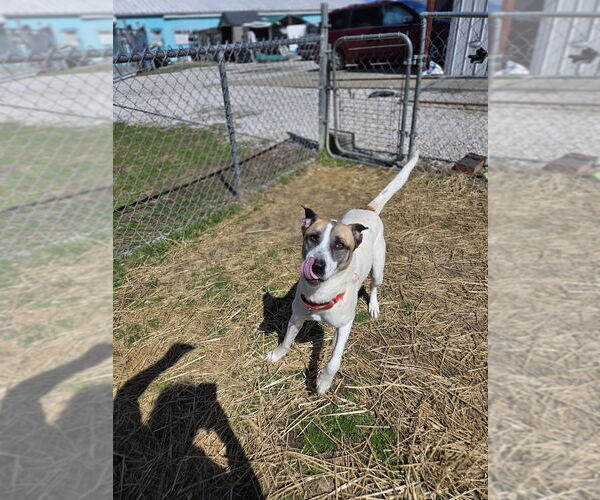 Medium Photo #4 Siberian Husky-Unknown Mix Puppy For Sale in Evansville, IN, USA