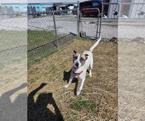 Jayde - Female Siberian Husky-Unknown Mix Dog for Adoption - Photo #4
