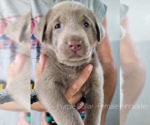 Labrador Retriever Puppy for sale in CASHTON, WI, USA