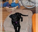 Small Photo #5 Labrador Retriever-Unknown Mix Puppy For Sale in Aurora, CO, USA