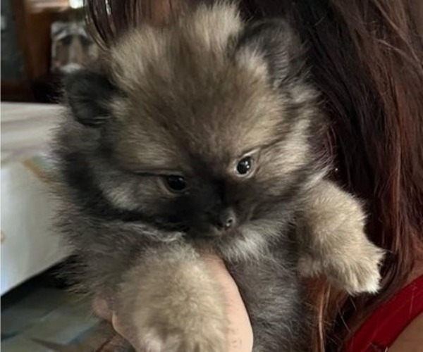 Medium Photo #10 Pomeranian Puppy For Sale in MENIFEE, CA, USA