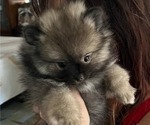 Small Photo #10 Pomeranian Puppy For Sale in MENIFEE, CA, USA