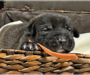 American Pit Bull Terrier-Labrador Retriever Mix Dogs for adoption in Herndon, VA, USA