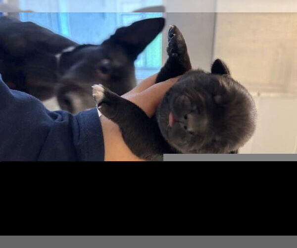 Medium Photo #1 German Shepherd Dog Puppy For Sale in Houston, TX, USA