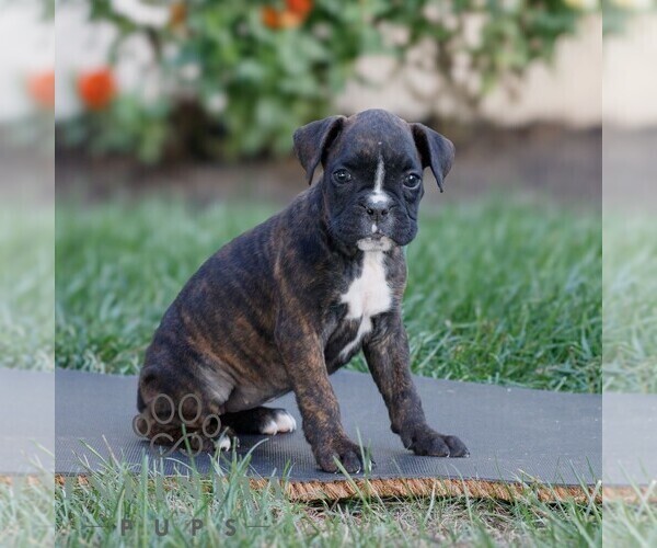 Medium Photo #3 Boxer Puppy For Sale in HONEY BROOK, PA, USA