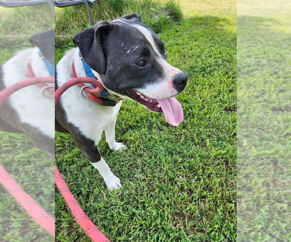 Medium Photo #11 Mutt Puppy For Sale in Boston, MA, USA