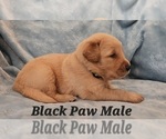 Small Photo #17 Golden Retriever Puppy For Sale in CRAWFORDVILLE, FL, USA
