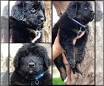 Small Photo #12 Bernedoodle Puppy For Sale in OVERLAND PARK, KS, USA
