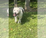 Small #10 American Pit Bull Terrier
