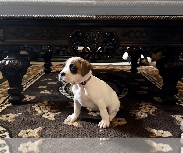 Medium Photo #6 Boxer Puppy For Sale in MURRIETA, CA, USA