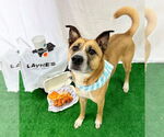 Small #1 Black Mouth Cur Mix