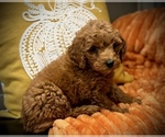 Small #8 Goldendoodle (Miniature)
