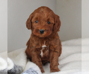 Goldendoodle-Poodle (Miniature) Mix Puppy for sale in CHRISTIANA, PA, USA
