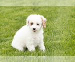Small #3 Goldendoodle (Miniature)