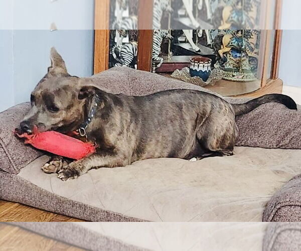 Medium Photo #2 American Pit Bull Terrier-Dachshund Mix Puppy For Sale in Germantown, OH, USA
