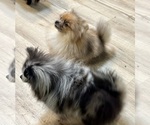 Puppy Lacey Grace Pomeranian