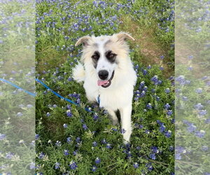 Great Pyrenees-Unknown Mix Dogs for adoption in Dallas, TX, USA