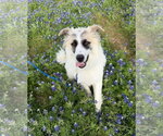 Obi - Male Great Pyrenees-Unknown Mix Dog for Adoption - Small photo