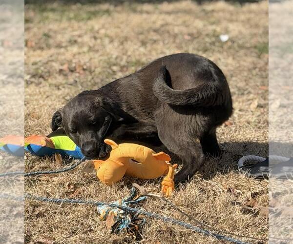 Medium Photo #4 Labrador Retriever-Unknown Mix Puppy For Sale in Yardley, PA, USA