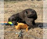 Small #3 Labrador Retriever Mix