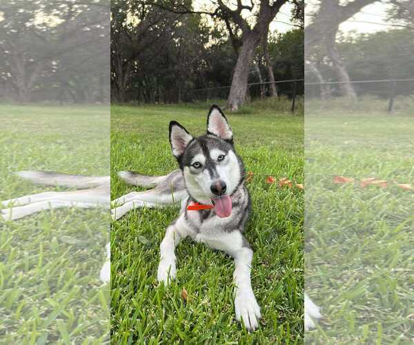 Medium Photo #1 Siberian Husky Puppy For Sale in Carrollton, TX, USA