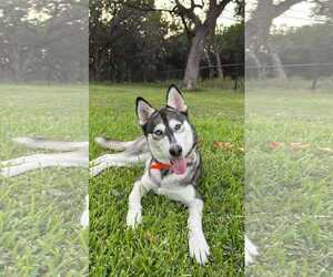 Siberian Husky Dogs for adoption in Carrollton, TX, USA