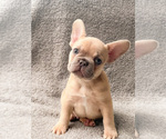 Puppy 2 French Bulldog