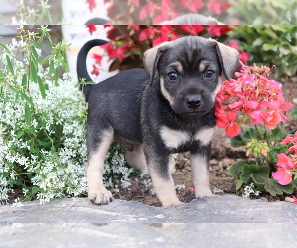 Medium Photo #4 Mutt Puppy For Sale in SHILOH, OH, USA
