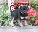 Small Photo #4 Mutt Puppy For Sale in SHILOH, OH, USA