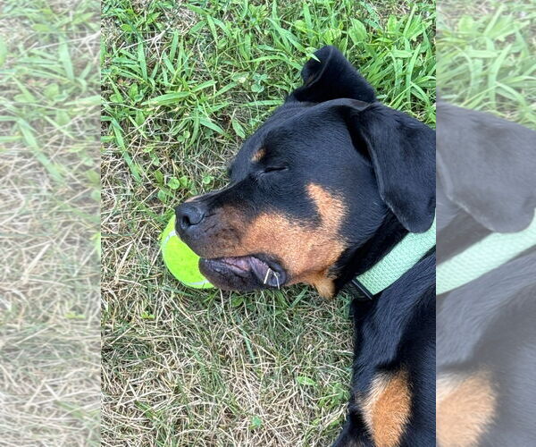 Medium Photo #2 Rottweiler Puppy For Sale in Hillsboro, NH, USA