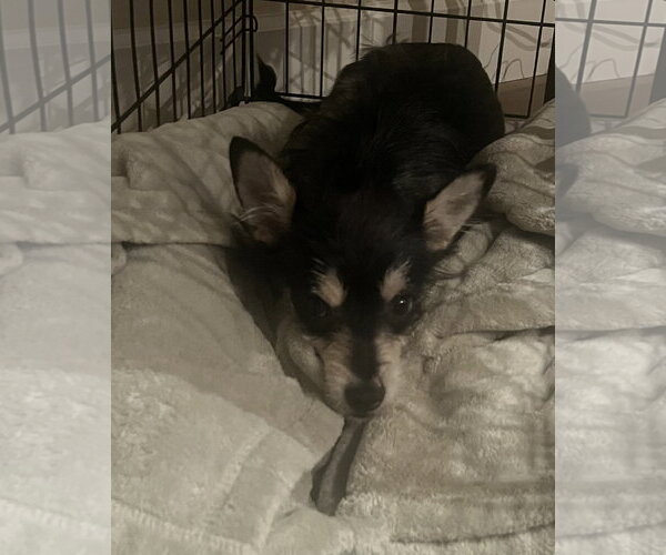Medium Photo #8 Chihuahua-Unknown Mix Puppy For Sale in Corona, CA, USA