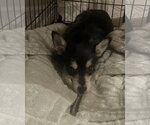Small #7 Chihuahua Mix